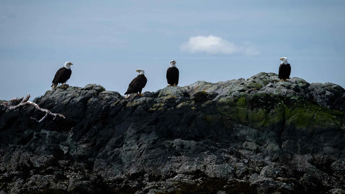 Guard Islands lighthouse white against the spruce shoreline on a lighthouse, totems and eagles excursion in Ketchikan, Alaska