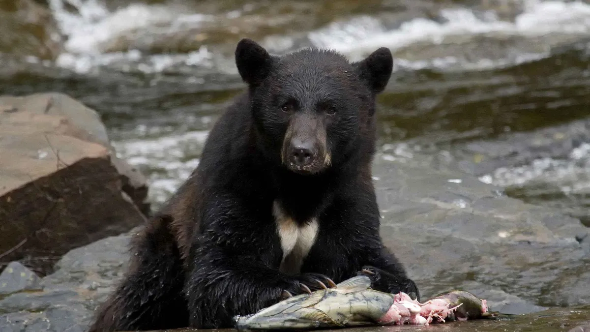Black bears on the gravel at the Neets Bay hatchery stream, seen from the viewing platform on a bear-viewing tour from Ketchikan, Alaska